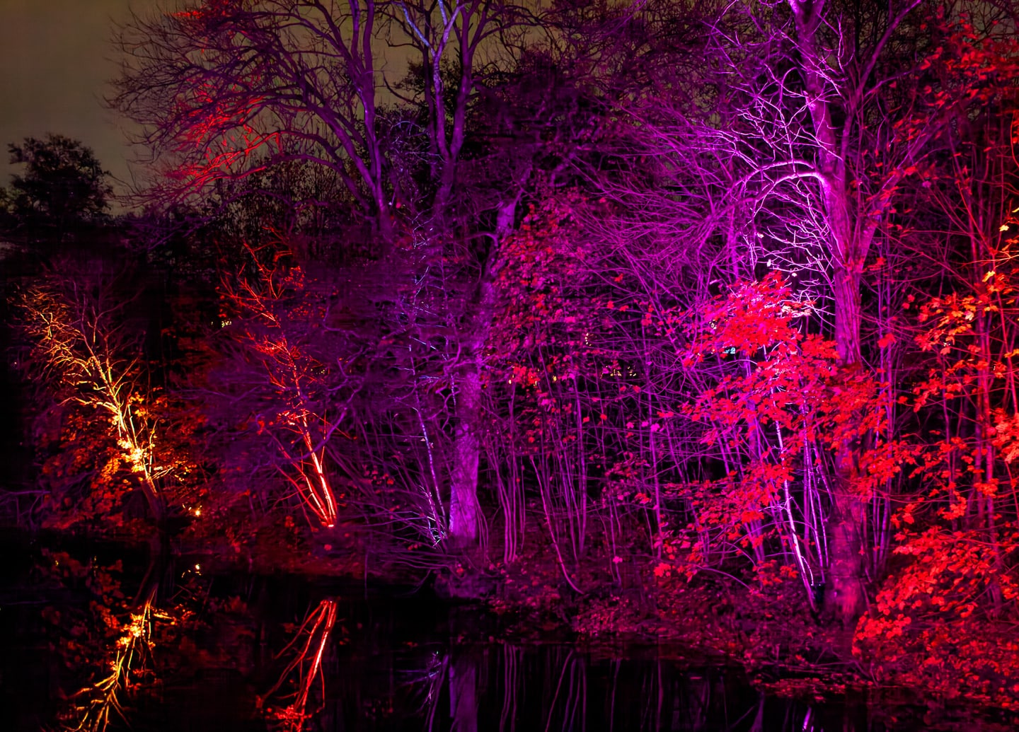 Trees over the water.